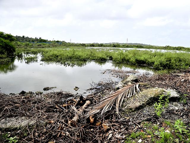 In just a year, 2,000 mangrove trees at a Madh Island plot, in an area protected under the CRZ, have been hacked and burnt. (Vidya Subramaniam/HT photo)