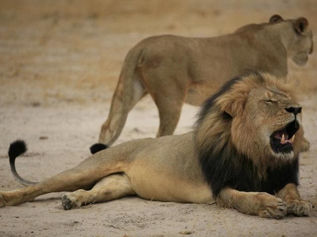 The killing of Cecil triggered a storm of protests on social media and Palmer received threats. The killing of Cecil triggered a storm of protests on social media and Palmer received threats.