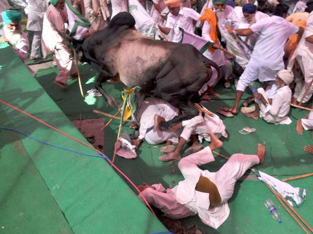 A bull went completely out of control injuring people with its horns during a farmers protest in Bathinda. (Sanjeev Kumar/HT Photo) A bull went completely out of control injuring people with its horns during a farmers protest in Bathinda. (Sanjeev Kumar/HT Photo)