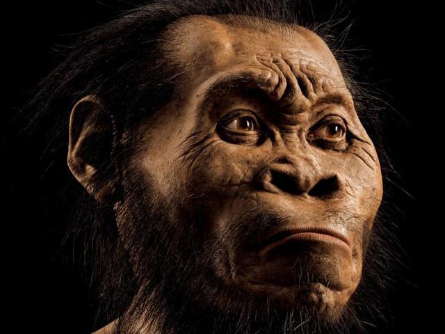 A hand out image made available by the University of the Witwatersrand, shows the skeleton of Homo naledi pictured in the Wits bone vault at the Evolutionary Studies Institute at the University of the Witwatersrand, Johannesburg. The fossils are among nearly 1,700 bones and teeth retrieved from a nearly inaccessible cave near Johannesburg. (AFP Photo) A hand out image made available by the University of the Witwatersrand, shows the skeleton of Homo naledi pictured in the Wits bone vault at the Evolutionary Studies Institute at the University of the Witwatersrand, Johannesburg. The fossils are among nearly 1,700 bones and teeth retrieved from a nearly inaccessible cave near Johannesburg. (AFP Photo)