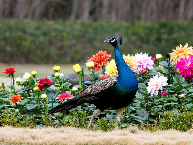 Flashdance: A peacock at Rashtrapati Bhavan (HT photo/Sanjeev Verma). Flashdance: A peacock at Rashtrapati Bhavan (HT photo/Sanjeev Verma).