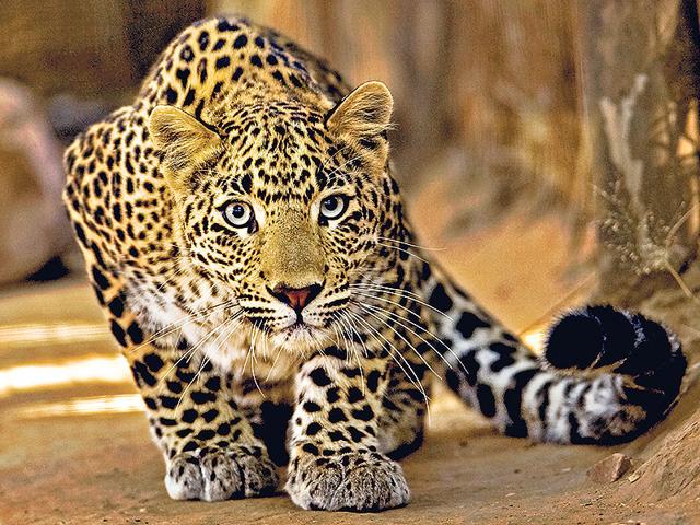 Photographer spots rare black leopard on safari in India