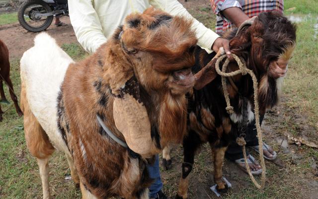 Over the past few days, these sites have been flooded with posts of goats up for sale with a variety of breeds on offer -- Ajmeri tota pari, Jamnapari, and Tota pari.(Praveen Bajpai/HT file photo)