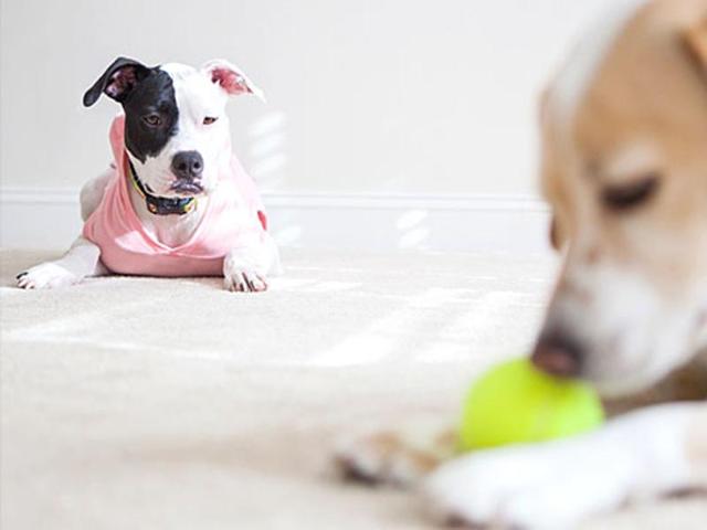 According to a new study, even your furry friends can get possessive, for example, when it comes to the love of their master.(shutterstock) According to a new study, even your furry friends can get possessive, for example, when it comes to the love of their master.(shutterstock)