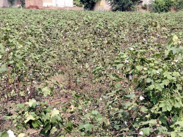Farmers are hoping that that the government will come to their aid in the crisis that may follow. (HT Photo) Farmers are hoping that that the government will come to their aid in the crisis that may follow. (HT Photo)