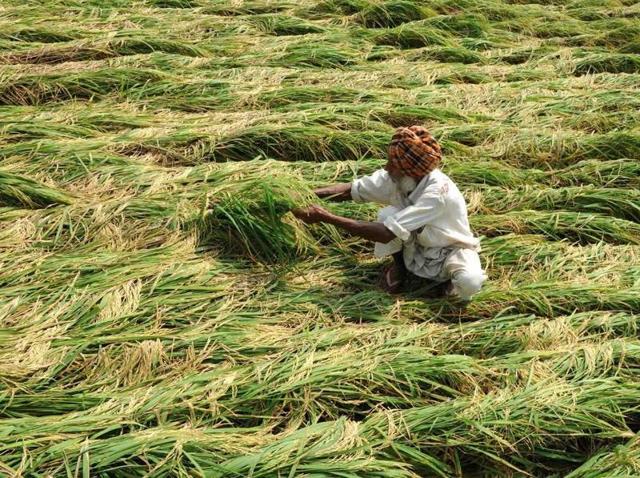 The rainfall along with high velocity of winds on Tuesday extensively damaged paddy crop all across the region, thus, spelling more troubles for the farmers. (HT Photo )