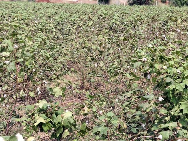 View of damaged cotton crop in Bathinda. Sanjeev Kumar/HT (Sanjeev Kumar/HT )