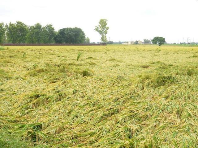 Heavy rains, just before the paddy procurement, may affect the quality of grain and increase moisture content in standing paddy plants. (HT Photo)