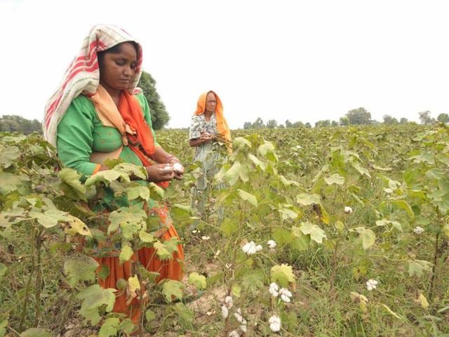 Women farmers working on the cotton farms at Karamgarh Satran village in Mansa. Women farmers working on the cotton farms at Karamgarh Satran village in Mansa.