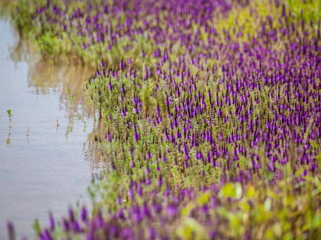 Pogostemon Deccanensis or locally known as Panigrahi is a bright purple flower that usually blooms around water bodies (Lovell D’Souza) Pogostemon Deccanensis or locally known as Panigrahi is a bright purple flower that usually blooms around water bodies (Lovell D’Souza)