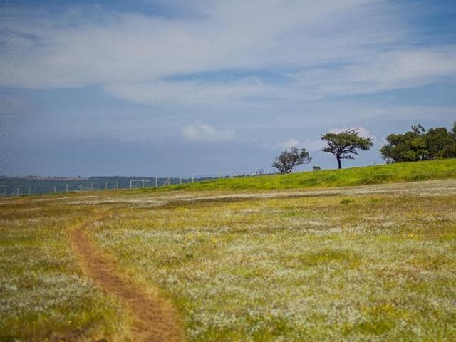 It is advisable to walk on the pathways on t he plateau as stepping off it might cause damage to the flowers (Lovell D’Souza) It is advisable to walk on the pathways on t he plateau as stepping off it might cause damage to the flowers (Lovell D’Souza)