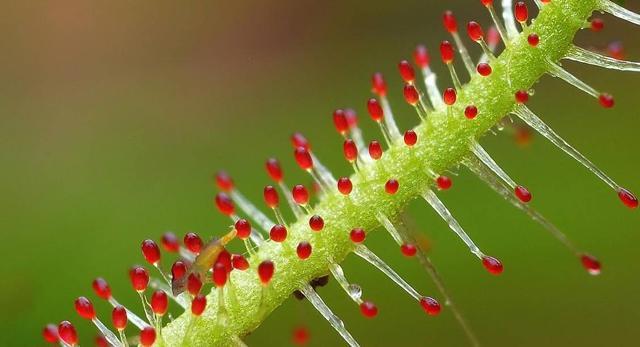 Drosera Indica (Kedar Bhat)