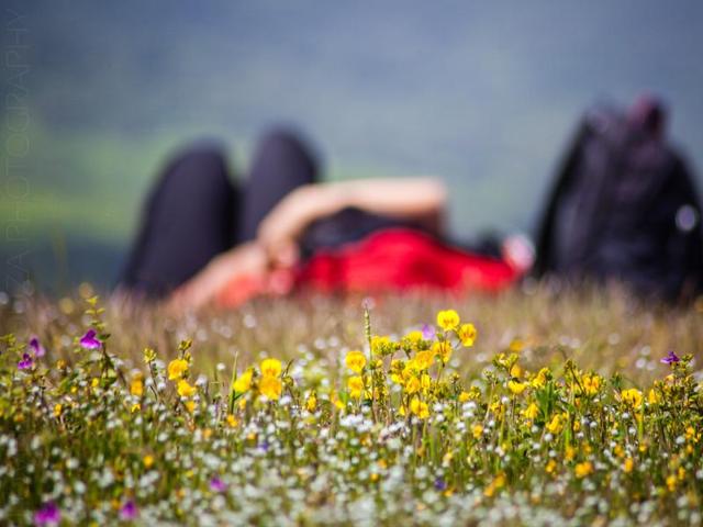 So, if you want to visit the Kaas Plateau, now is the perfect time to experience the surreal environment and its breathtaking beauty (Lovell D’Souza) So, if you want to visit the Kaas Plateau, now is the perfect time to experience the surreal environment and its breathtaking beauty (Lovell D’Souza)