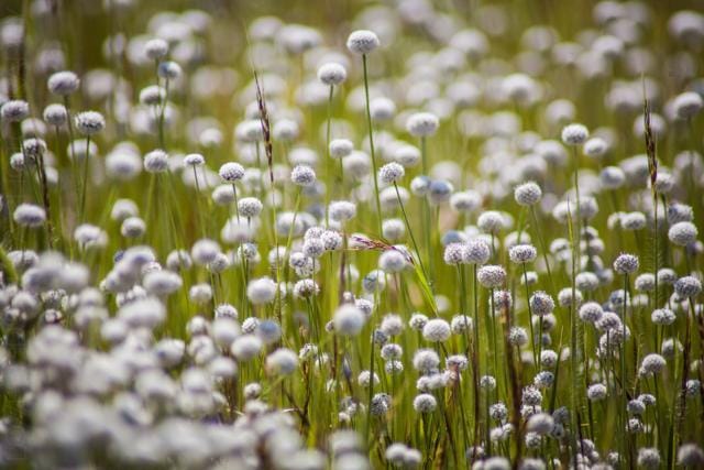 Eriocaulon Tuberiferum (Lovell D’Souza)
