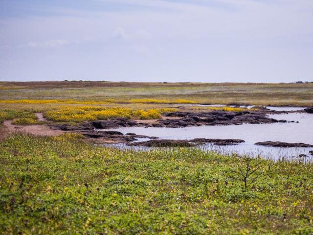 Experts say that Kaas is an unique ecological marvel and might not last forever, courtesy the rapid weather changes (Lovell D’Souza) Experts say that Kaas is an unique ecological marvel and might not last forever, courtesy the rapid weather changes (Lovell D’Souza)