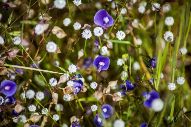 Utricularia purpurascens (Lovell D’Souza)