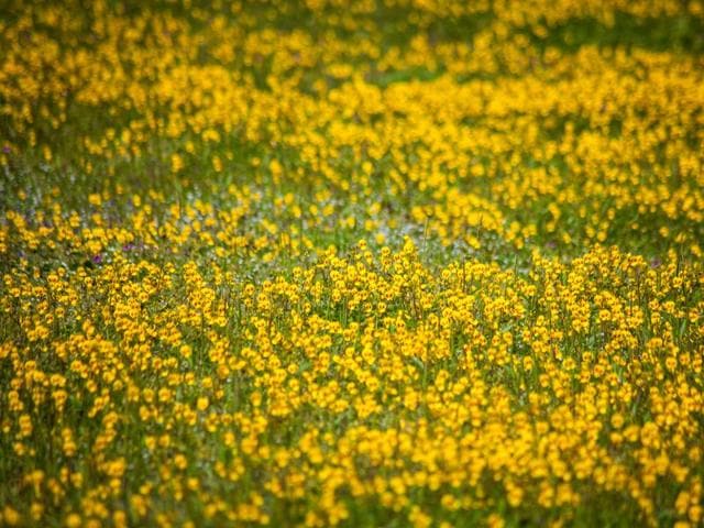 The bright yellow Mickey Mouse flowers cover the landscape at Kaas Plateau (Lovell D’Souza) The bright yellow Mickey Mouse flowers cover the landscape at Kaas Plateau (Lovell D’Souza)