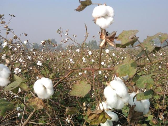 Not only the farmers, but the labour class, which used to pluck the crop manually, had also been badly hit by the damage to cotton this year. (HT Photo) Not only the farmers, but the labour class, which used to pluck the crop manually, had also been badly hit by the damage to cotton this year. (HT Photo)