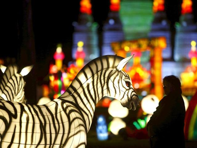The vibrant light displays, come in all shapes and forms, including Chinese Zodiacs, flowers, insects and animals such as zebras, elephants, pandas and many more. (Reuters)
