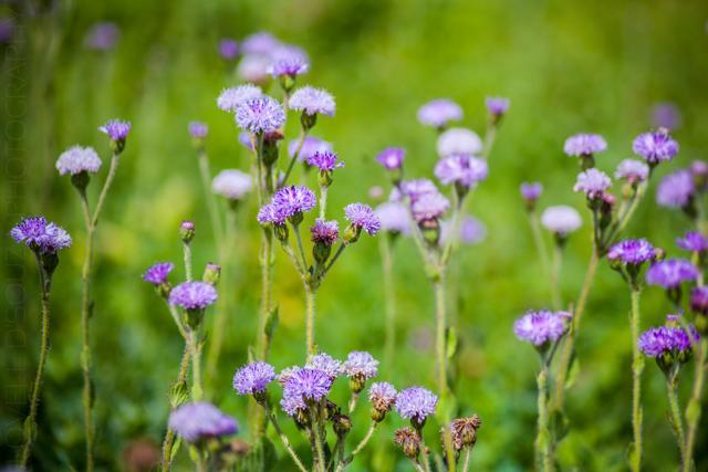 The slower we walked, the more we noticed flowers that we would have missed at first glance (Lovell D’Souza)