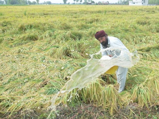 A farmer draining out water from his flooded paddy field in Amritsar on Wednesday. (Sameer Sehgal / HT)