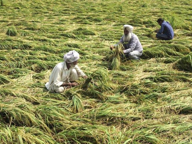Farmers assessing the damage to paddy crops at Jatta Kheran village in Patiala. (Bharat Bhushan/HT)