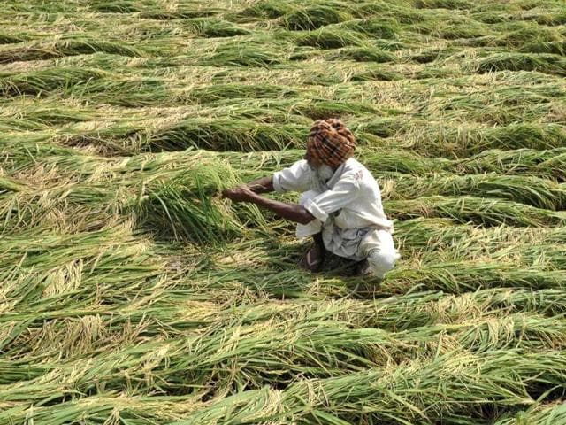 Heavy rains accompanied by winds flattened the standing crops adding to the woes of the farmers. (Bharat Bhushan/ HT)