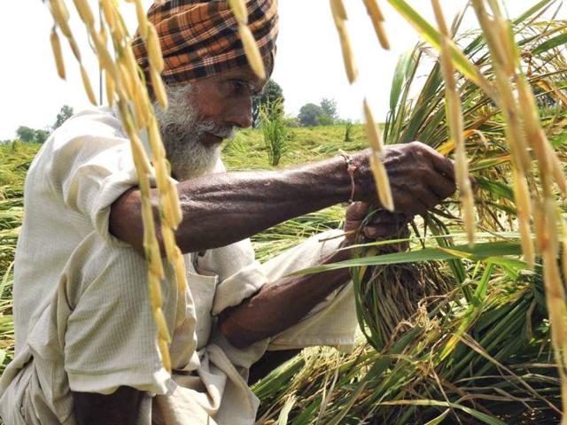 A farmer inspect damages to his paddy crop due to heavy rains at Jatta Kheran village near Patiala. (Bharat Bhushan/ HT)