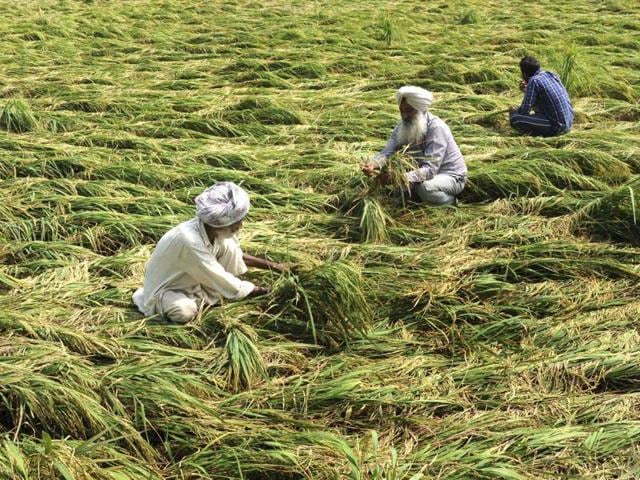 Farmers inspecting their paddy crop after heavy rains at village Jatta Kheran near Patiala on Monday. (Bharat Bhushan/ HT)