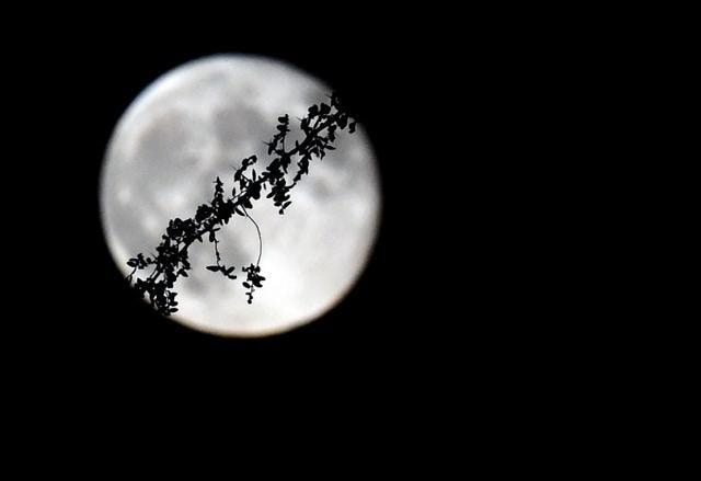 A tree branch is silhouetted in front of the third supermoon of the summer on September 9, 2014 in Las Vegas, Nevada. (AFP File Photo) A tree branch is silhouetted in front of the third supermoon of the summer on September 9, 2014 in Las Vegas, Nevada. (AFP File Photo)