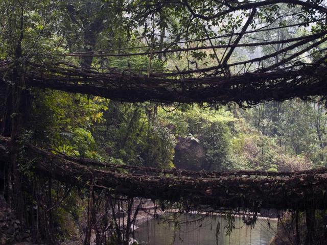 The living root bridge in Nongriat, Meghalaya (Photo: Roving Snails)