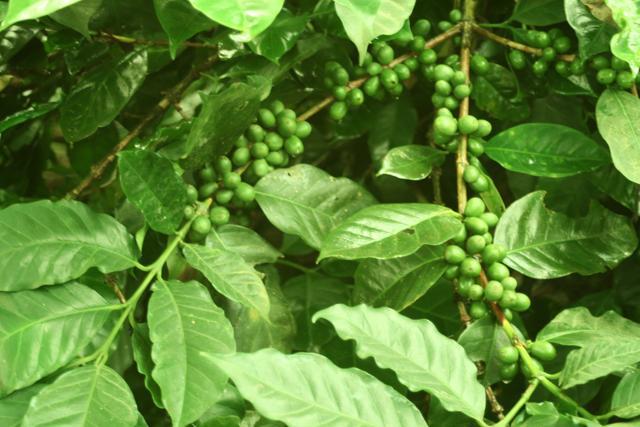Unprocessed green coffee beans Unprocessed green coffee beans