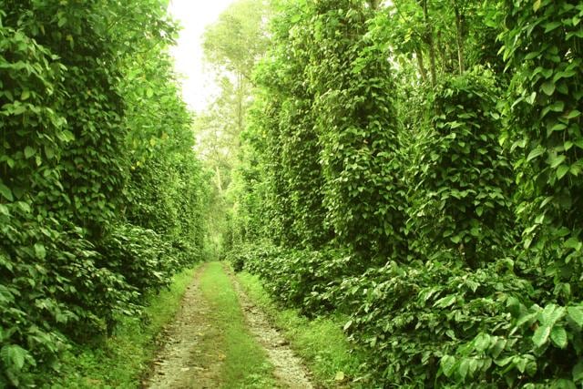 The Bibi plantation in Coorg The Bibi plantation in Coorg