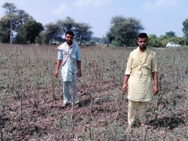 The cotton crop of Faridkot’s Jagseer Singh and his brother was wiped out by the whitefly attack. (HT Photo) The cotton crop of Faridkot’s Jagseer Singh and his brother was wiped out by the whitefly attack. (HT Photo)