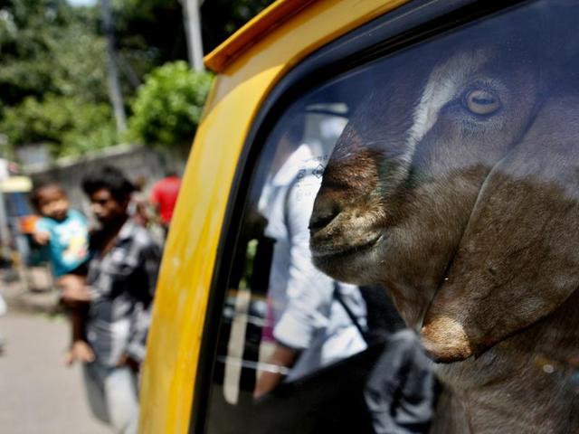A sacrificial goat purchased from the market in Mumbai on the eve of Eid-ul-Adha in Mumbai. (Arijit Sen/HT photo)