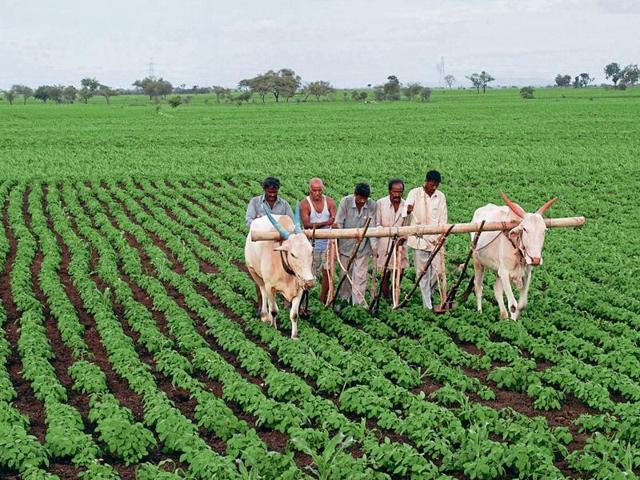 Farmers in nearly 13 states now use the SRI method. (HT Photo) Farmers in nearly 13 states now use the SRI method. (HT Photo)