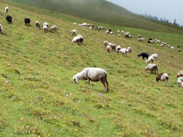 A shepherd with sheep at the green pastures of Aali Bugyal in Chamoli district. (Arvind Moudgil/ HT Photo) A shepherd with sheep at the green pastures of Aali Bugyal in Chamoli district. (Arvind Moudgil/ HT Photo)