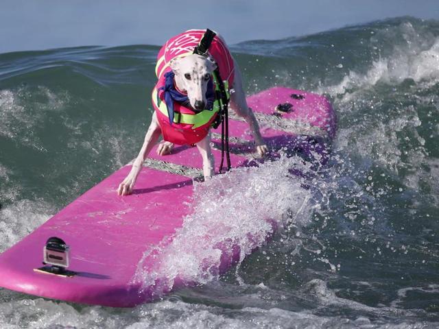 The perfect stance: More than 40 pets took part in the annual fund-raising event in California. The competitors were egged on by a crowd of more than 2,500 enthusiastic fans. (REUTERS)