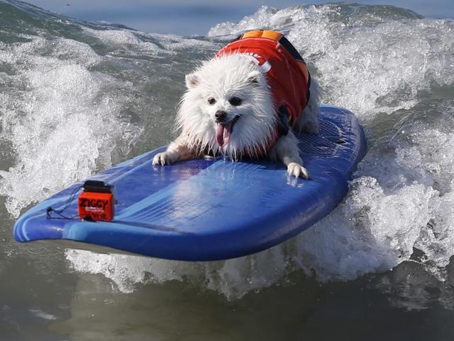 A dog catches a wave and tries to stay afloat during the competition. The ‘competitors’ were organised into different categories and races according to their size. (REUTERS)