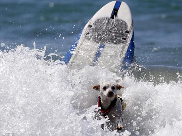 A dog wipes out after his run. According to the competition’s Facebook page, Kiehi won the competition in the small dog category, while Brandy, Kalani and Kona Kai won in the medium, large and extra large categories respectively. (REUTERS)