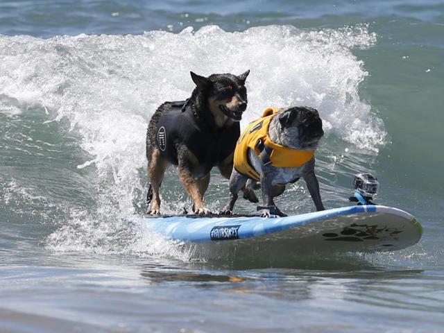 Man’s best friends had a day out in style at the 7th Surf City Surf Dog tournament in Huntington Beach, California, on September 27. These two buddies here know how to make the most of the waves. (REUTERS)