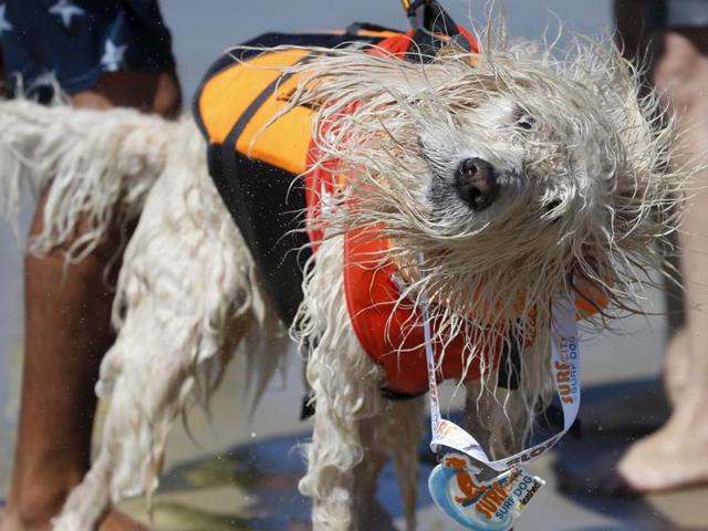 A dog shakes off after collecting the participant medal. Each dog was made to wear life-vests for safety while they were surfing the waves. (REUTERS)