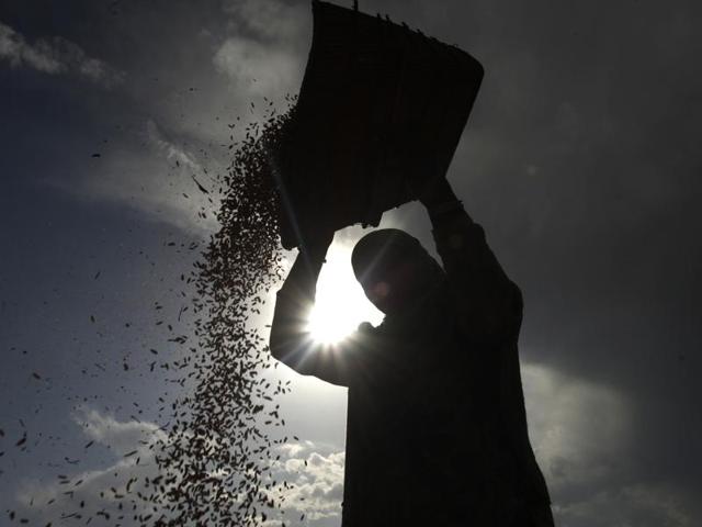 A Kashmiri Muslim woman winnows paddy during rice harvest in Srinagar. The harvest season in Kashmir has begun and is likely to yield a good crop. (Abid Bhat/HT Photo)