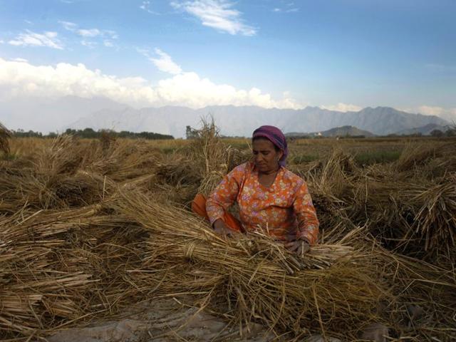 A Kashmiri woman works in a paddy field in Srinagar. A good yield is expected this year. (Abid Bhat/HT Photo)