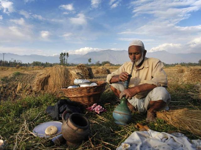 A Kashmiri farmer rests in a paddy field in Srinagar. In last year’s floods, most of the paddy field was destroyed. (Abid Bhat/HT Photo)