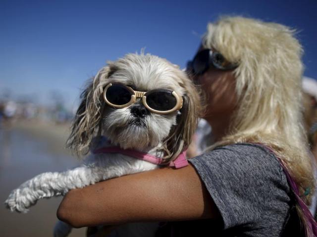 An enthusiast holds her pet wearing sunglasses as she watches other competitors during the Surf Dog Contest. (REUTERS)