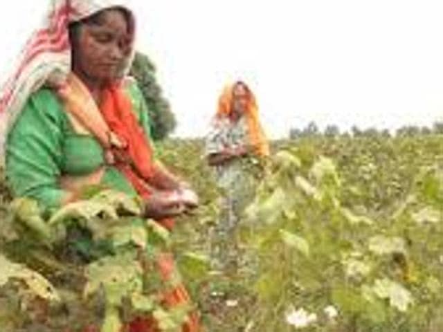 The district administration has received a sum of Rs 13.68 crore to be distributed among the farmers who have lost their cotton crop in the whitefly attack. (HT Photo) The district administration has received a sum of Rs 13.68 crore to be distributed among the farmers who have lost their cotton crop in the whitefly attack. (HT Photo)