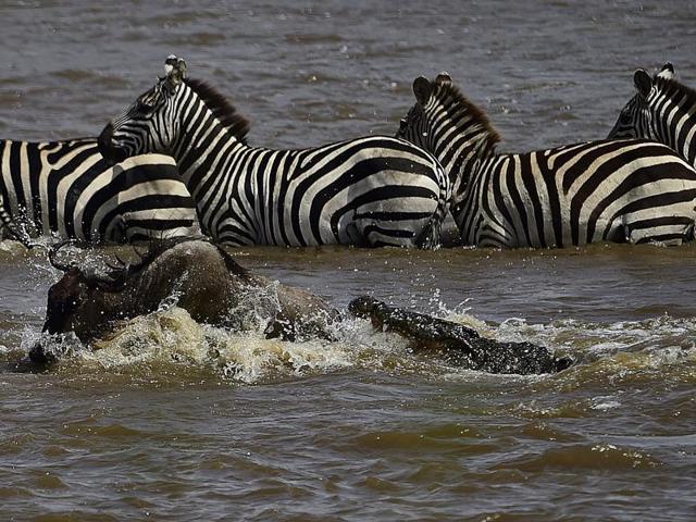 A crocodile attacks a wildebeest at a river crossing. (AFP)