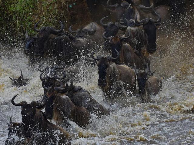 It’s migration season in Masai Mara, with hundreds of thousands of wildebeest crossing from the Serengeti to the Masai Mara game reserve in search of food. (AFP)