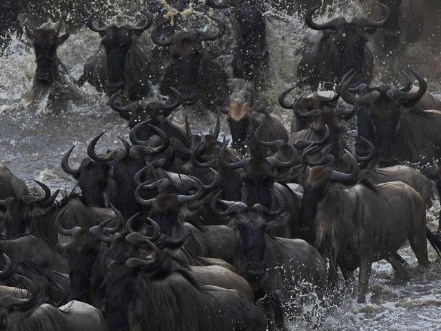 Herds of wildebeest crossing the Masai river. The river is infested with crocodiles, and many wildebeest and zebras never make it to the other end. (AFP)